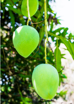 Mangai